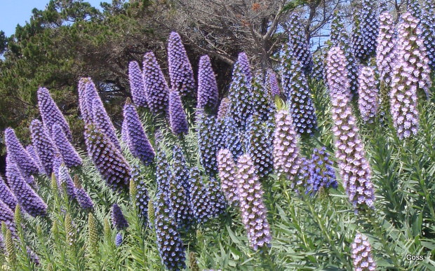 mur6_46_634981253800358726