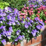 dr6_29_634981062384476507