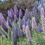 mur6_46_634981253800358726